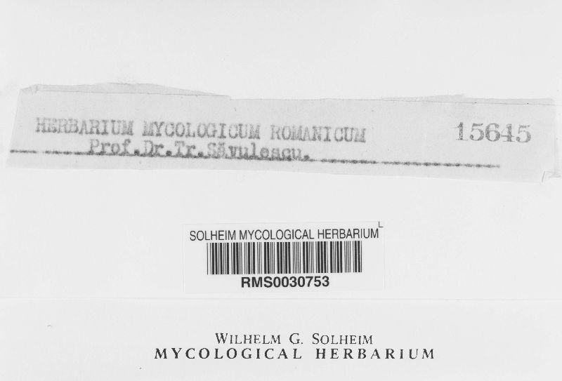 Ovularia symphyti-cordati image