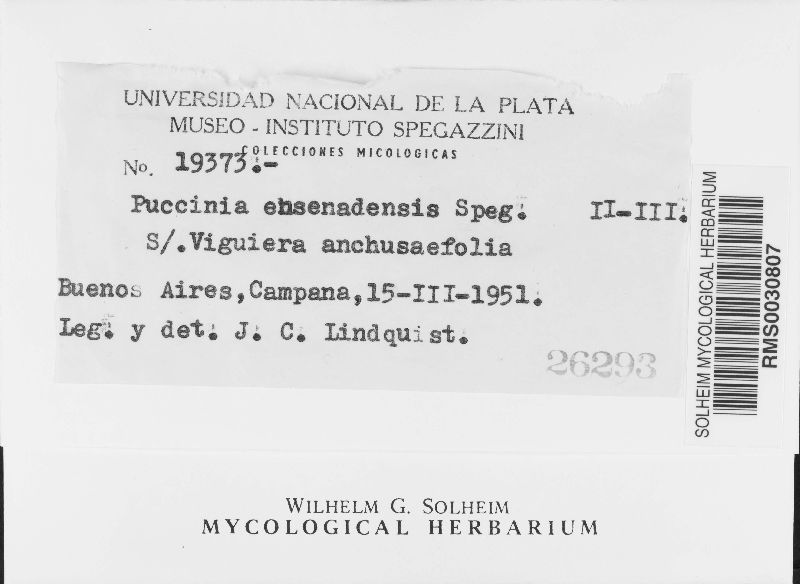 Puccinia ensenadensis image