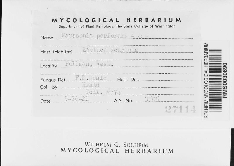 Microdochium panattonianum image