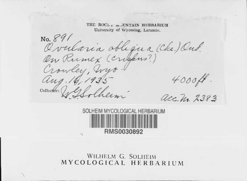 Ovularia obliqua image
