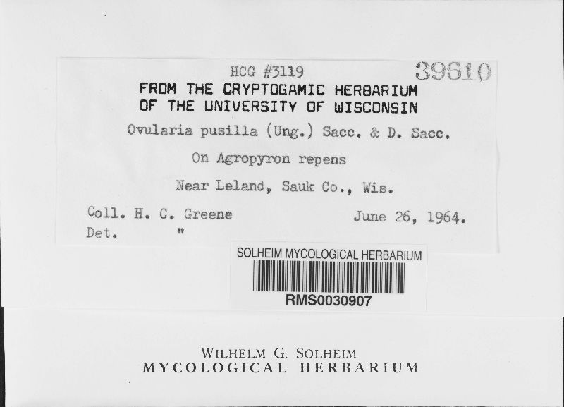 Ramularia pusilla image