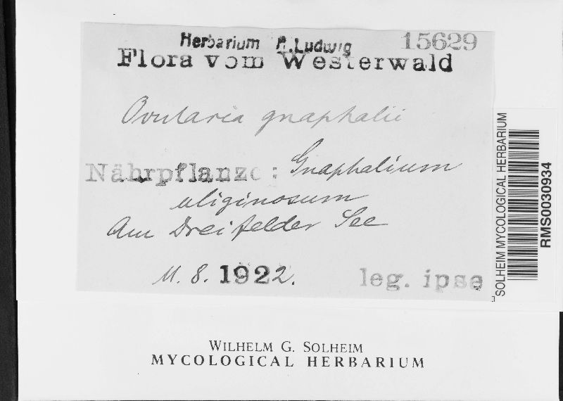 Ovularia gnaphalii image