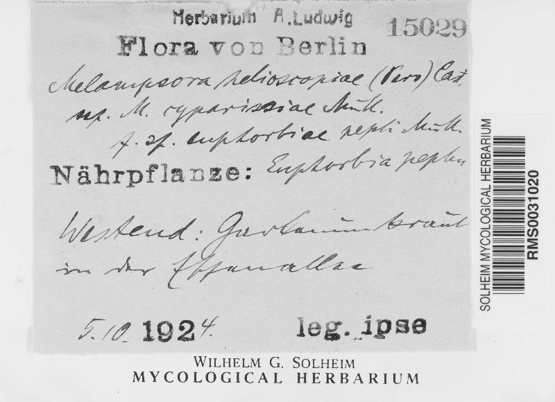 Melampsora helioscopiae image