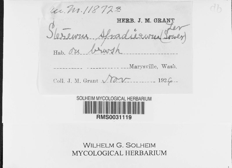 Porostereum spadiceum image