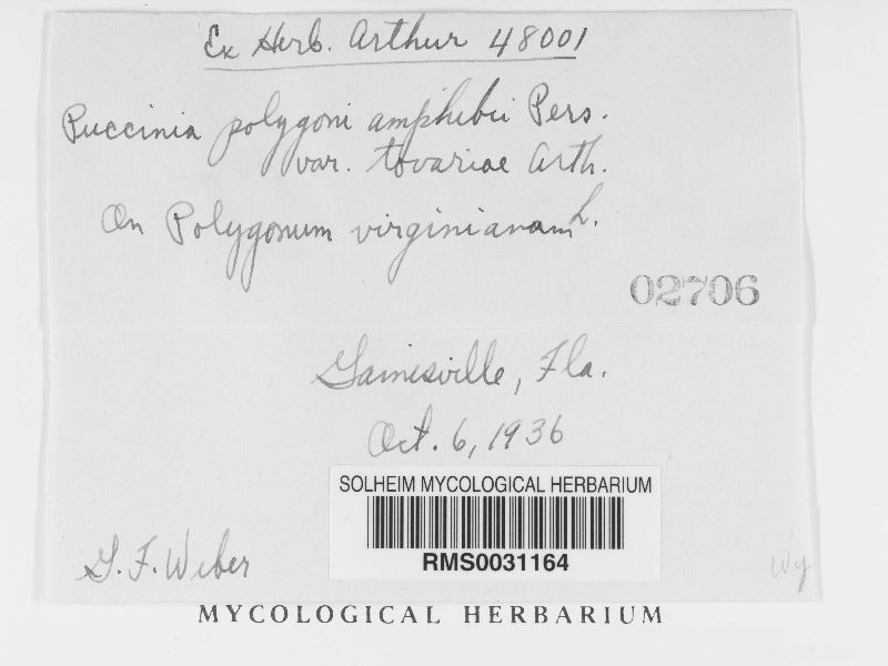 Puccinia polygoni-amphibii var. tovariae image