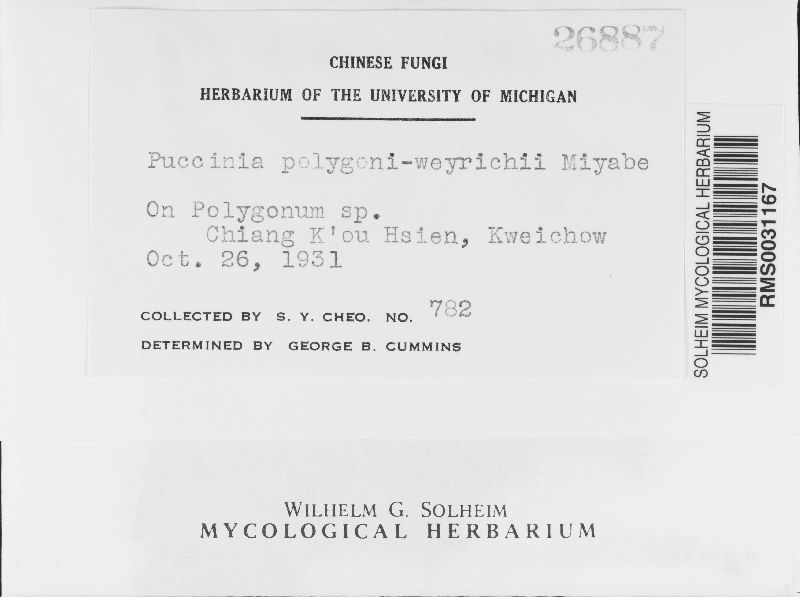 Puccinia polygoni-weyrichii image