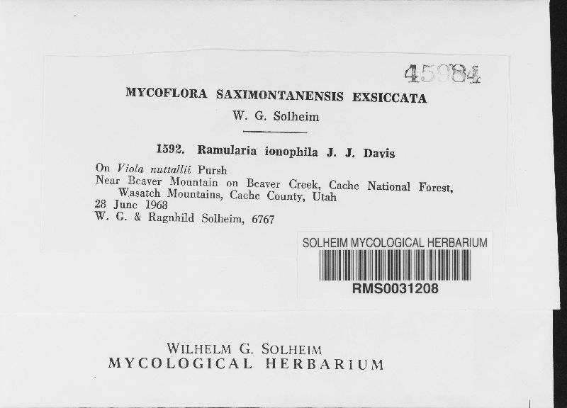 Ramularia ionophila image