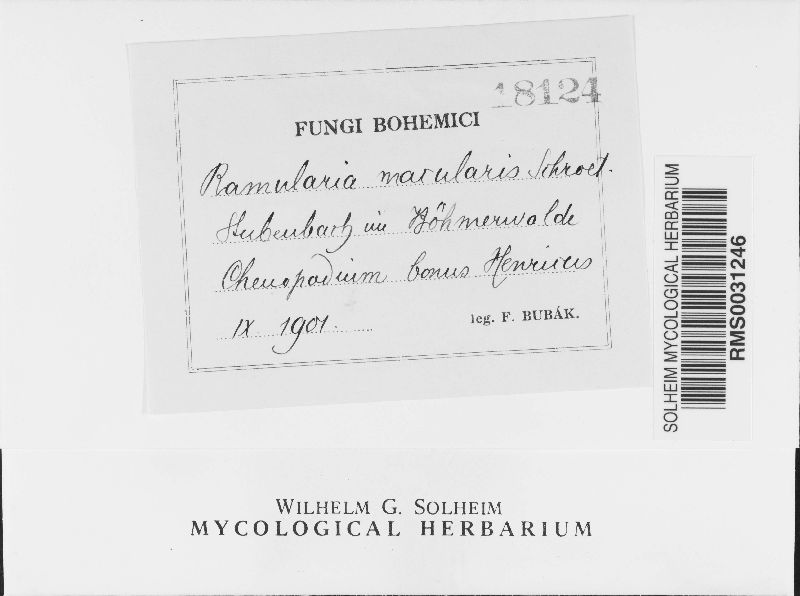 Ramularia macularis image