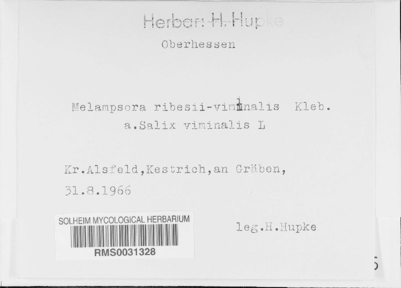 Melampsora ribesii-viminalis image