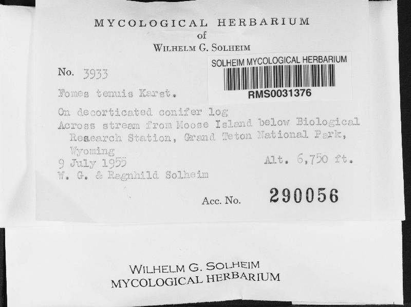 Phellinus viticola image