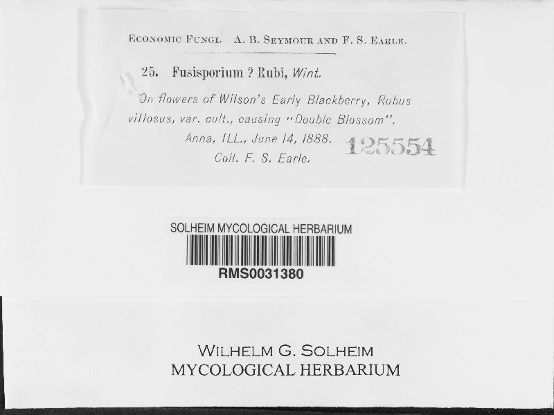 Cercosporella rubi image