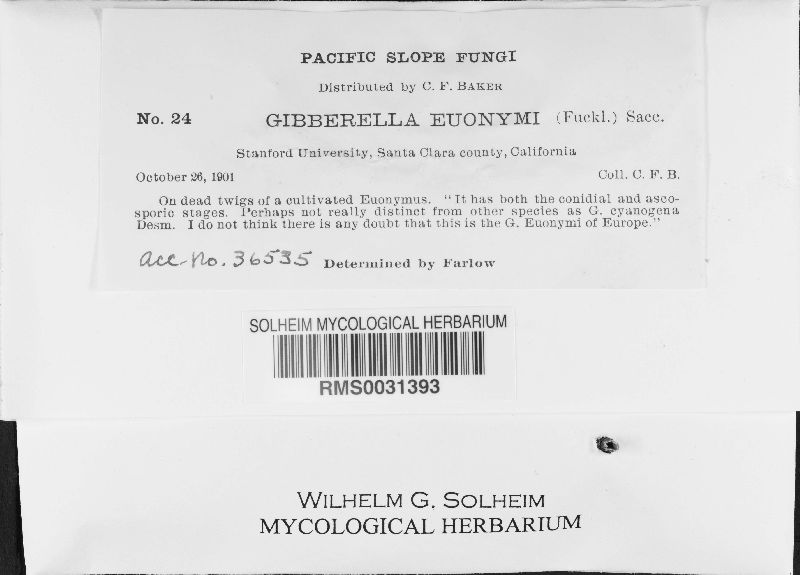 Gibberella euonymi image