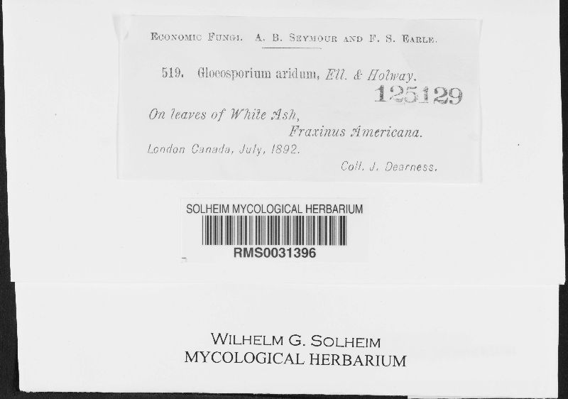 Gloeosporium aridum image
