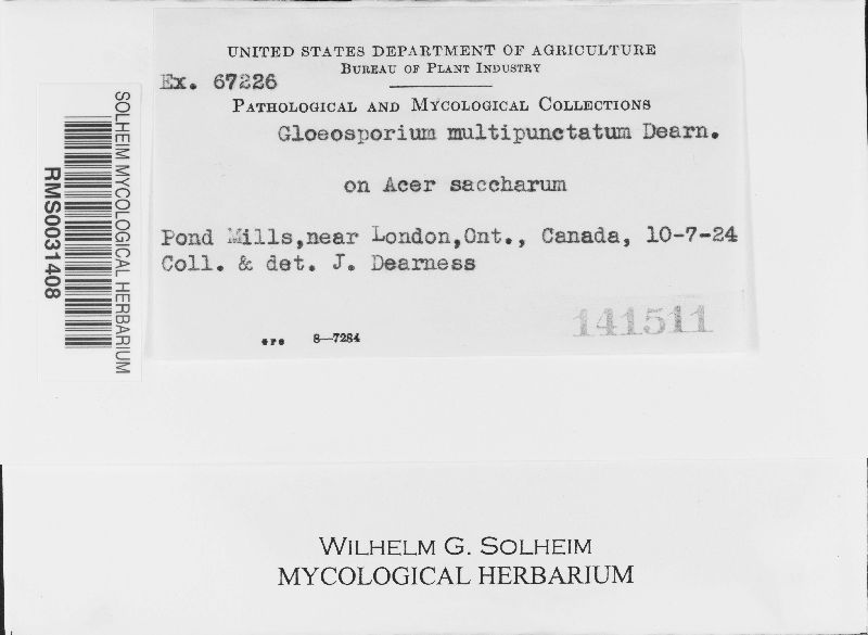 Gloeosporium multipunctatum image