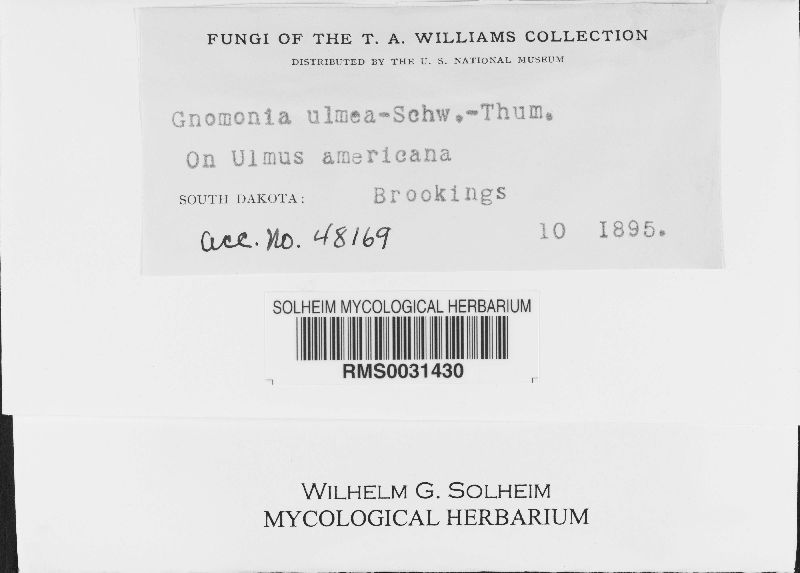 Stegophora ulmea image