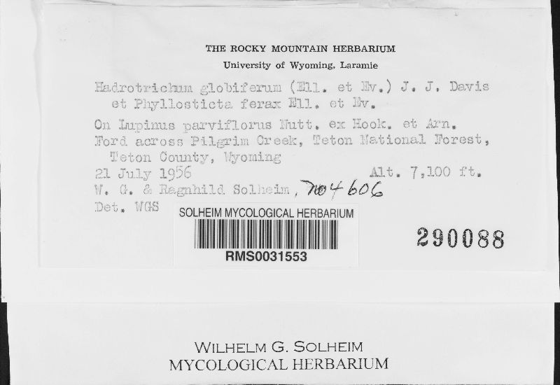 Hadrotrichum globiferum image
