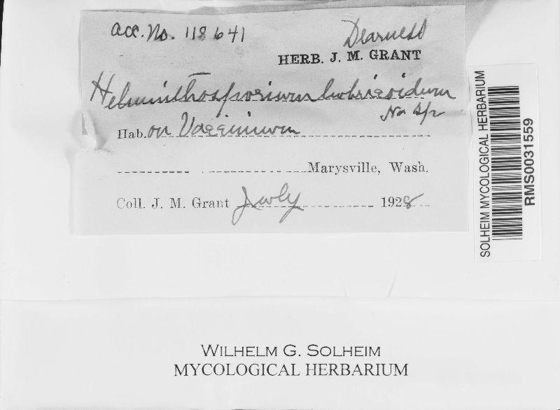 Helminthosporium lumbricoideum image