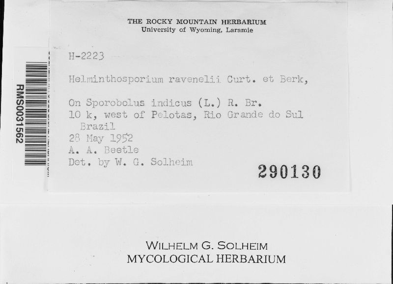 Cochliobolus ravenelii image