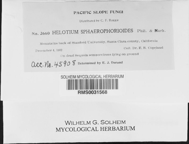 Helotium sphaerophoroides image