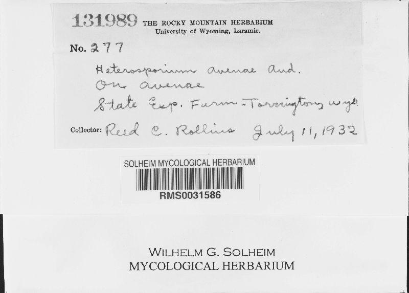 Heterosporium avenae image