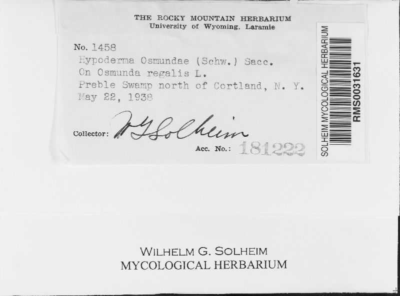 Hypoderma osmundae image
