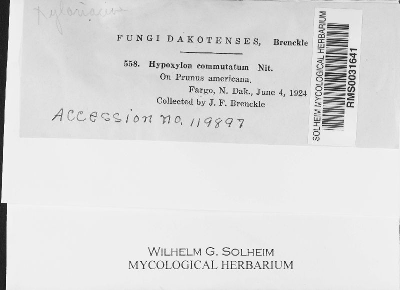 Hypoxylon commutatum image