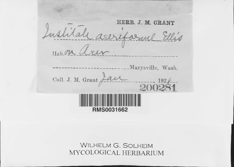 Institale acariforme image