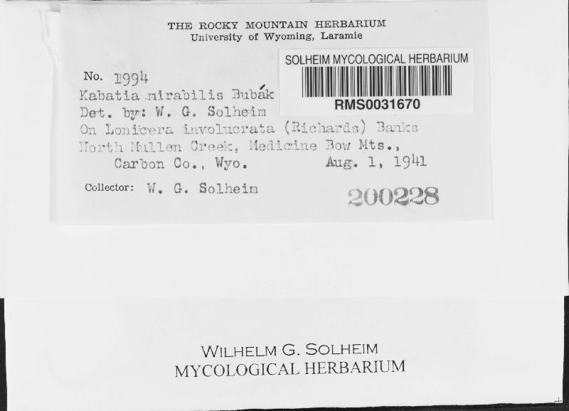 Kabatia mirabilis image