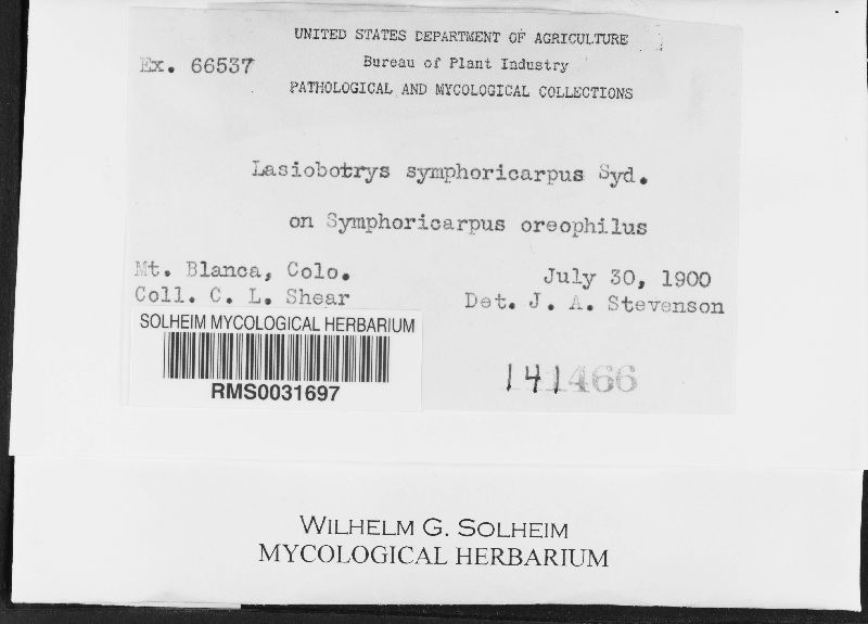 Lasiobotrys symphoricarpi image