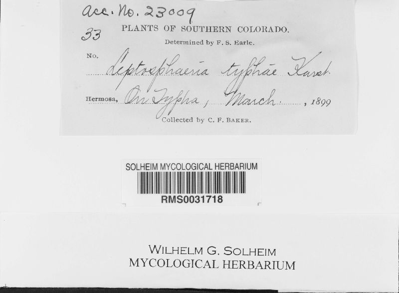 Leptosphaeria typhae image