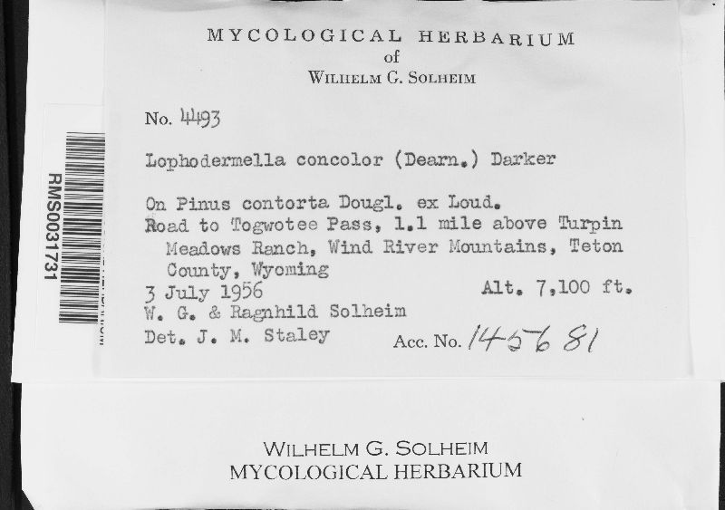 Lophodermella concolor image