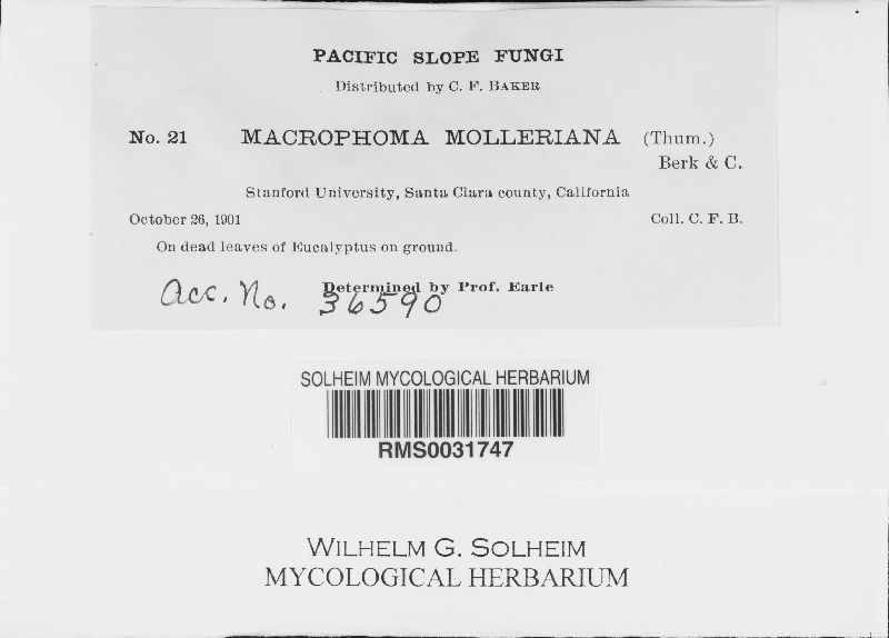 Ceuthospora molleriana image