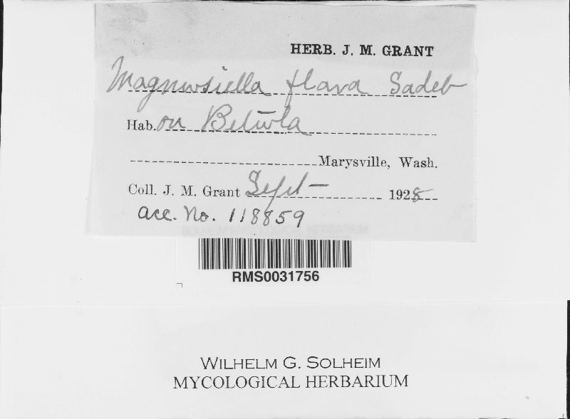 Magnusiella flava image