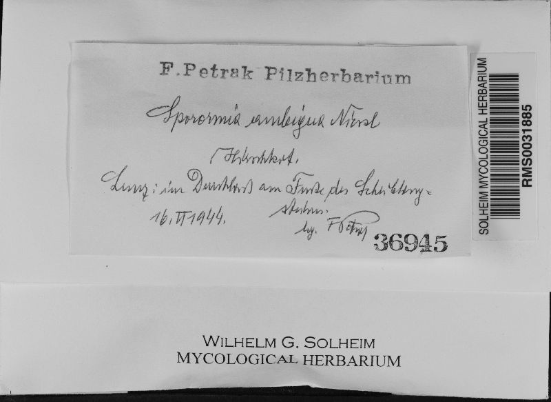 Sporormia ambigua image