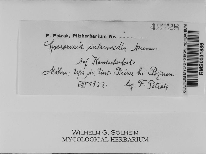 Sporormia image