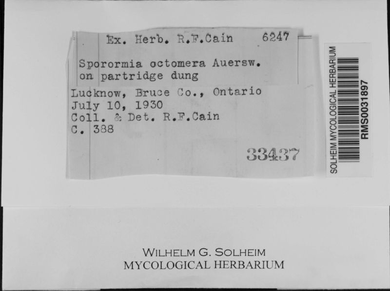 Sporormia octomera image