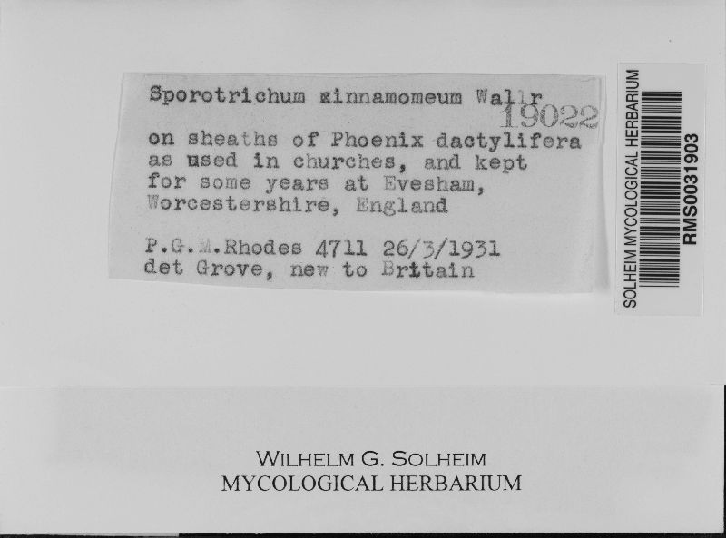 Sporotrichum cinnamomeum image