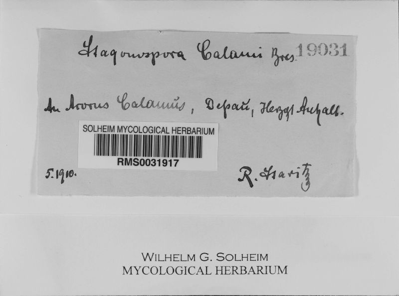 Ascochyta calami image