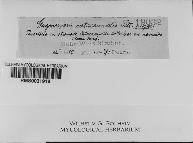 Stagonospora catacaumatis image