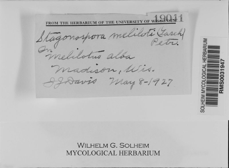 Stagonospora image