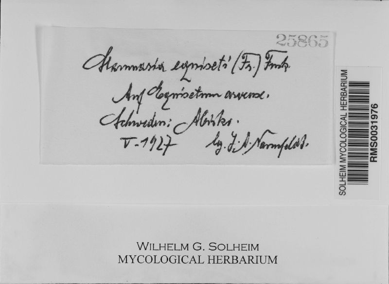 Stamnaria persoonii image