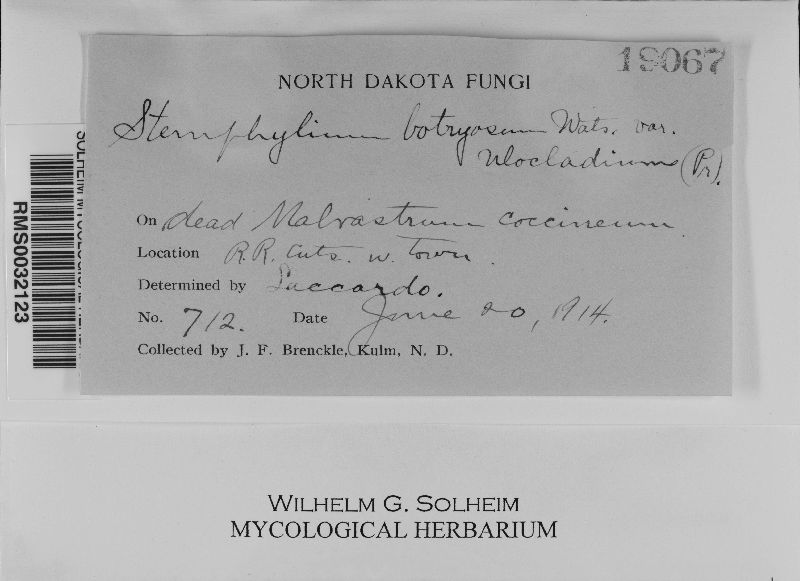 Stemphylium botryosum image