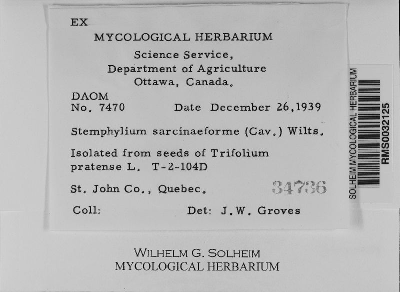 Stemphylium sarcinaeforme image