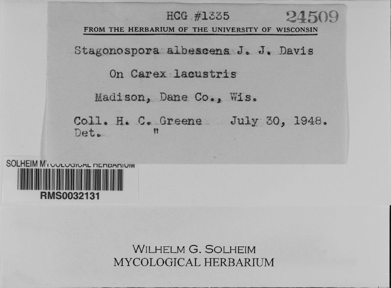 Stagonospora albescens image