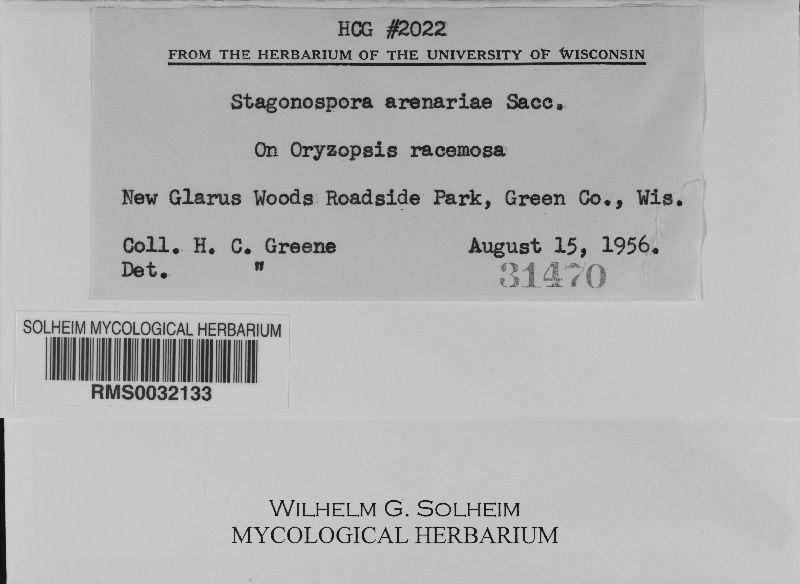 Stagonospora arenaria image