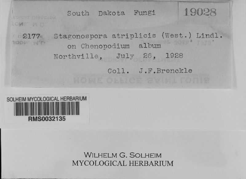 Stagonospora atriplicis image