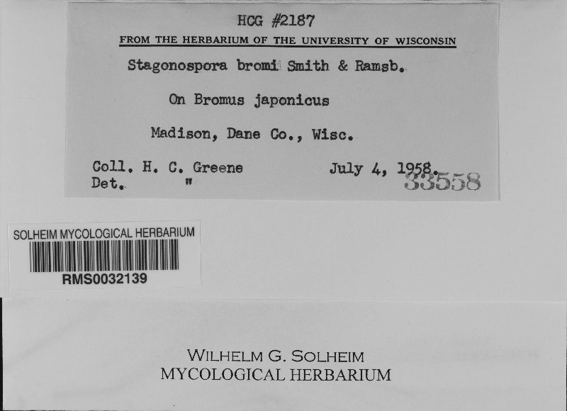 Stagonospora image