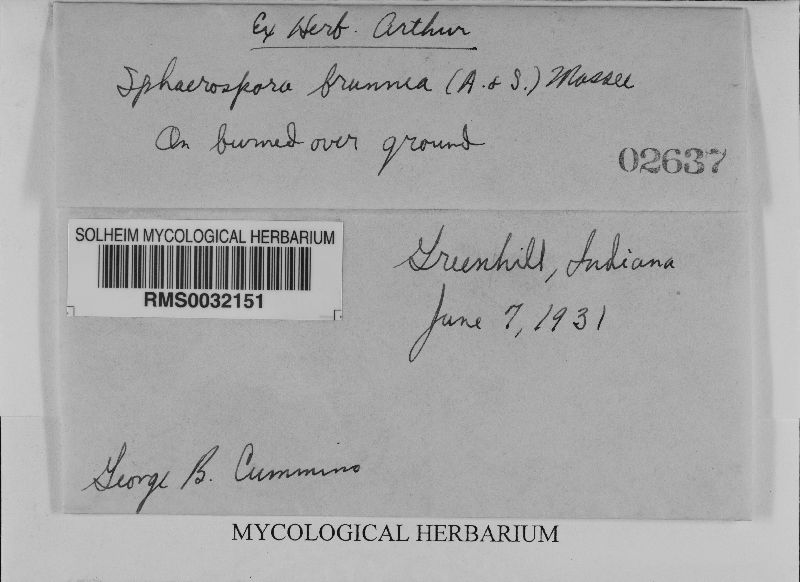 Sphaerosporella brunnea image