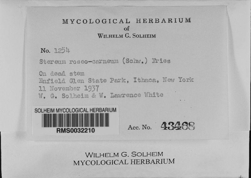Corticium roseocarneum image