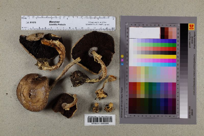 Agaricus cuniculicola image